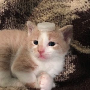 Meet your Posher, Zayda